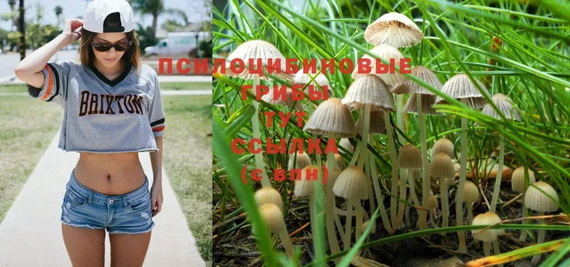 Галлюциногенные грибы MAGIC MUSHROOMS  Дубна 